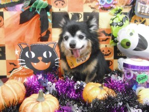 %e3%81%93%e3%81%93%e3%81%be%e3%81%a7-3