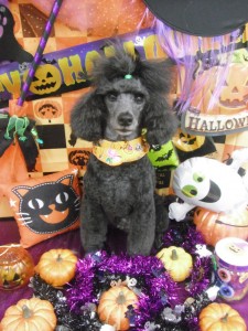 %e3%81%93%e3%81%93%e3%81%be%e3%81%a7-6