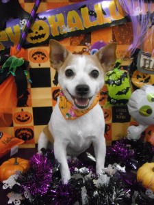 %e3%81%93%e3%81%93%e3%81%be%e3%81%a7-4