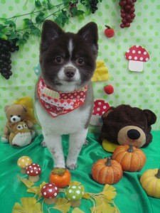 %e3%81%93%e3%82%8c%e3%81%a0%e3%81%91%e3%81%be%e3%81%a0-2