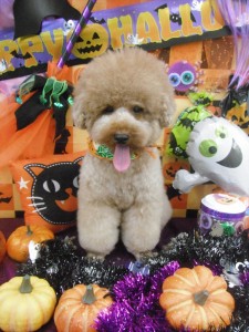 %e3%81%93%e3%81%93%e3%81%be%e3%81%a7-9