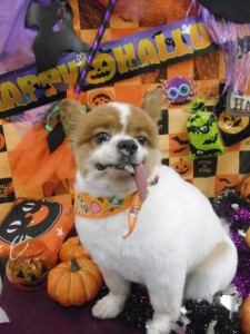 %e3%81%93%e3%81%93%e3%81%be%e3%81%a7-5