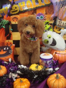 %e3%81%93%e3%81%93%e3%81%be%e3%81%a7ok-51