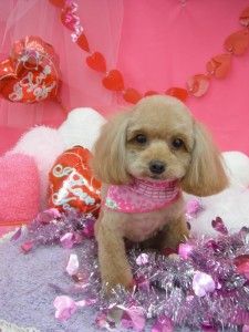 DSCF9263