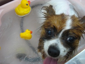 DSC04155