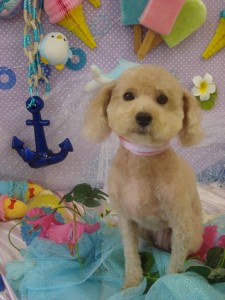 DSC04420