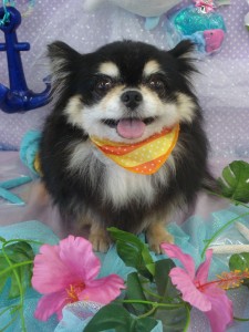 DSC04447