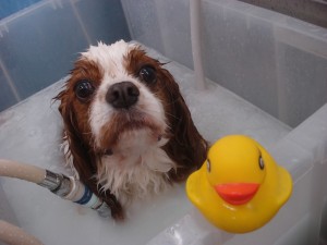 DSC06664