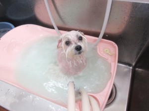 IMG_1171